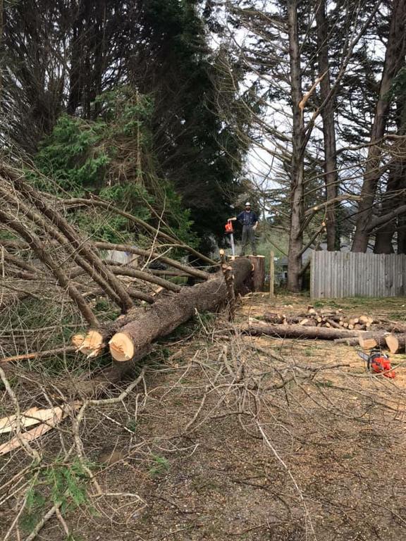 Pictures for Walker's Tree Service LLC in Shasta Lake, CA 96019